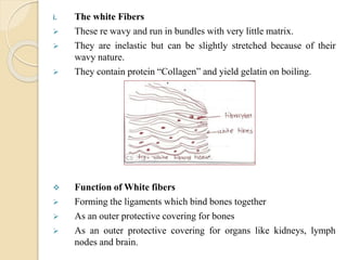 i. The white Fibers
 These re wavy and run in bundles with very little matrix.
 They are inelastic but can be slightly stretched because of their
wavy nature.
 They contain protein “Collagen” and yield gelatin on boiling.
 Function of White fibers
 Forming the ligaments which bind bones together
 As an outer protective covering for bones
 As an outer protective covering for organs like kidneys, lymph
nodes and brain.
 