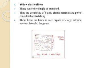 ii. Yellow elastic fibers
 These run either single or branched.
 They are composed of highly elastic material and permit
considerable stretching
 These fibers are found in such organs as:- large arteries,
trachea, bronchi, lungs etc.
 