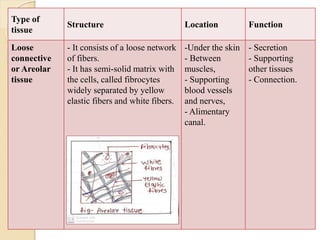 Type of
tissue
Structure Location Function
Loose
connective
or Areolar
tissue
- It consists of a loose network
of fibers.
- It has semi-solid matrix with
the cells, called fibrocytes
widely separated by yellow
elastic fibers and white fibers.
-Under the skin
- Between
muscles,
- Supporting
blood vessels
and nerves,
- Alimentary
canal.
- Secretion
- Supporting
other tissues
- Connection.
 