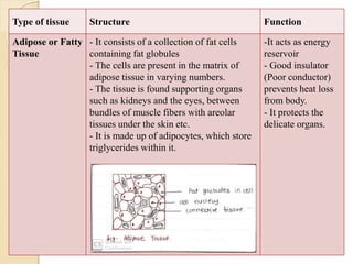 Type of tissue Structure Function
Adipose or Fatty
Tissue
- It consists of a collection of fat cells
containing fat globules
- The cells are present in the matrix of
adipose tissue in varying numbers.
- The tissue is found supporting organs
such as kidneys and the eyes, between
bundles of muscle fibers with areolar
tissues under the skin etc.
- It is made up of adipocytes, which store
triglycerides within it.
-It acts as energy
reservoir
- Good insulator
(Poor conductor)
prevents heat loss
from body.
- It protects the
delicate organs.
 