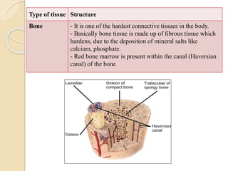 Type of tissue Structure
Bone - It is one of the hardest connective tissues in the body.
- Basically bone tissue is made up of fibrous tissue which
hardens, due to the deposition of mineral salts like
calcium, phosphate.
- Red bone marrow is present within the canal (Haversian
canal) of the bone
 