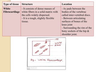 Type of tissue Structure Location
White
Fibrocartilage
- It consists of dense masses of
white fibers in a solid matrix with
the cells widely dispersed.
- It is a tough, slightly flexible
tissue.
- As pads between the
bodies of the vertebrae
called inter-vertebral discs.
- Between articulating
surfaces of bones of the
knee joint
- Surrounding the rim of the
bony sockets of the hip &
shoulder joint.
 