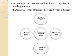  According to the structure and function the body tissues
can be grouped:-
 Fundamental types of tissues- there are 4 types of tissues
Fundamental
Types of
Tissue
1. Epithelial
Tissue
2.Muscular
Tissue
3. Connective
Tissue
4. Nervous
Tissue
 