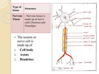  The neuron or
nerve cell is
made up of
1. Cell body
2. Axons
3. Dendrites
Type of
tissue
Structure
Nervous
Tissue
- Nervous tissue is
made up of nerve
cells (Neuron) and
Neuralgia.
 