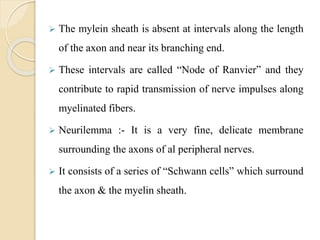  The mylein sheath is absent at intervals along the length
of the axon and near its branching end.
 These intervals are called “Node of Ranvier” and they
contribute to rapid transmission of nerve impulses along
myelinated fibers.
 Neurilemma :- It is a very fine, delicate membrane
surrounding the axons of al peripheral nerves.
 It consists of a series of “Schwann cells” which surround
the axon & the myelin sheath.
 