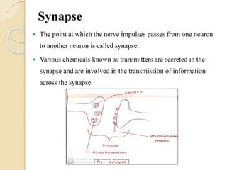 Synapse
 The point at which the nerve impulses passes from one neuron
to another neuron is called synapse.
 Various chemicals known as transmitters are secreted in the
synapse and are involved in the transmission of information
across the synapse.
 