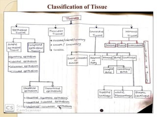 Classification of Tissue
 