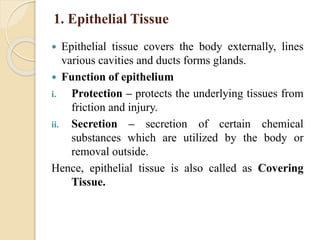 1. Epithelial Tissue
 Epithelial tissue covers the body externally, lines
various cavities and ducts forms glands.
 Function of epithelium
i. Protection – protects the underlying tissues from
friction and injury.
ii. Secretion – secretion of certain chemical
substances which are utilized by the body or
removal outside.
Hence, epithelial tissue is also called as Covering
Tissue.
 