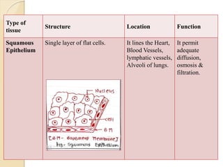 Type of
tissue
Structure Location Function
Squamous
Epithelium
Single layer of flat cells. It lines the Heart,
Blood Vessels,
lymphatic vessels,
Alveoli of lungs.
It permit
adequate
diffusion,
osmosis &
filtration.
 