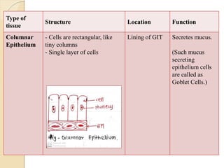 Type of
tissue
Structure Location Function
Columnar
Epithelium
- Cells are rectangular, like
tiny columns
- Single layer of cells
Lining of GIT Secretes mucus.
(Such mucus
secreting
epithelium cells
are called as
Goblet Cells.)
 