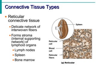 Human Anatomy & Physiology - TISSUE | PDF