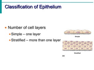 Epithelial Cells Classification Chart.pdf Human Anatomy & Physiology - TISSUE | PDF