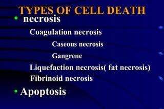 TYPES OF CELL DEATH necrosis Coagulation necrosis Caseous necrosis Gangrene Liquefaction necrosis( fat necrosis) Fibrinoid necrosis Apoptosis 
