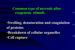 Swelling, denaturation and coagulation  of proteins Breakdown of cellular organelles Cell rupture Common type of necrosis after exogenous  stimuli. 