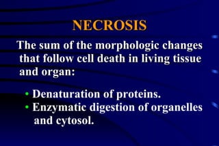 NECROSIS The sum of the morphologic changes that follow cell death in living tissue and organ: Denaturation of proteins. Enzymatic digestion of organelles and cytosol. 