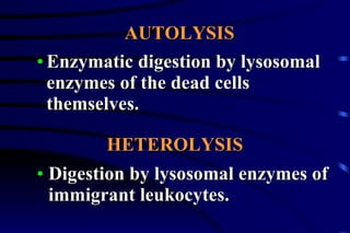 Enzymatic digestion by lysosomal enzymes of the dead cells themselves. AUTOLYSIS HETEROLYSIS Digestion by lysosomal enzymes of immigrant leukocytes. 