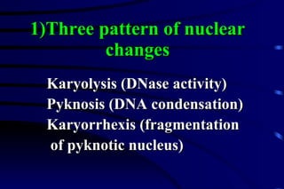 1)Three pattern of nuclear changes Karyolysis (DNase activity) Pyknosis (DNA condensation) Karyorrhexis (fragmentation of pyknotic nucleus) 