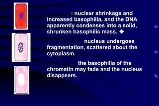 Pyknosis : nuclear shrinkage and increased basophilia, and the DNA apparently condenses into a solid, shrunken basophilic mass.  Karyorrhexis:  nucleus undergoes fragmentation, scattered about the cytoplasm. Karyolysis:  the basophilia of the chromatin may fade and the nucleus disappears. 