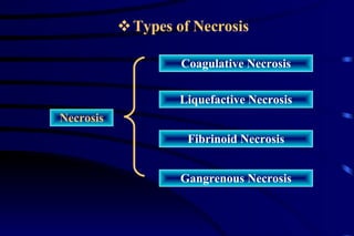 Types of Necrosis Coagulative Necrosis Liquefactive Necrosis Fibrinoid Necrosis Necrosis Gangrenous Necrosis 