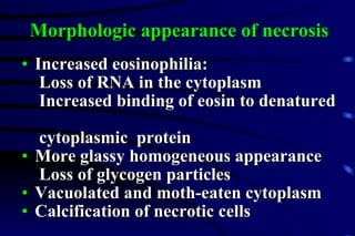 Morphologic appearance of necrosis Increased eosinophilia: Loss of RNA in the cytoplasm  Increased binding of eosin to denatured  cytoplasmic   protein  More glassy homogeneous appearance  Loss of glycogen particles Vacuolated and moth-eaten cytoplasm Calcification of necrotic cells 