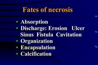 Absorption Discharge: Erosion  Ulcer Sinus  Fistula  Cavitation Organization Encapsulation Calcification Fates of necrosis 