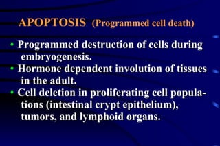 APOPTOSIS  (Programmed cell death)   Programmed destruction of cells during  embryogenesis. Hormone dependent involution of tissues  in the adult. Cell deletion in proliferating cell popula-  tions (intestinal crypt epithelium),  tumors, and lymphoid organs. 