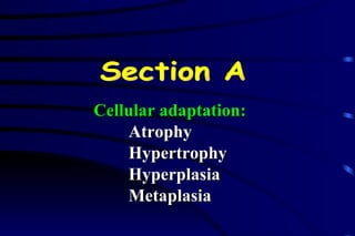 Cellular adaptation: Atrophy Hypertrophy Hyperplasia Metaplasia Section A 