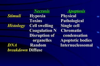 Necrosis   Apoptosis Stimuli   Hypoxia  Physical Toxins  Pathological Histology   Cell swelling  Single cell  Coagulation N  Chromatin Disruption of  condensation organelles  Apoptotic bodies DNA   Random  Internucleosomal breakdown   Diffuse  