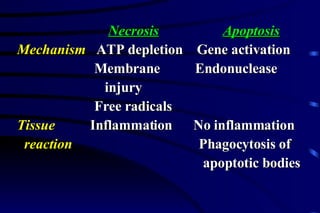 Necrosis   Apoptosis Mechanism  ATP depletion  Gene activation Membrane  Endonuclease injury Free radicals Tissue  Inflammation  No inflammation   reaction   Phagocytosis of  apoptotic bodies 