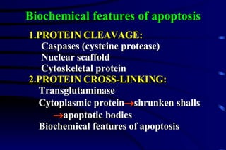 Biochemical features of apoptosis 1.PROTEIN CLEAVAGE:   Caspases (cysteine protease) Nuclear scaffold Cytoskeletal protein 2.PROTEIN CROSS-LINKING:   Transglutaminase Cytoplasmic protein  shrunken shalls  apoptotic bodies Biochemical features of apoptosis 
