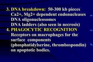 3. DNA breakdown:   50-300 kb pieces Ca2+, Mg2+ dependent endonucleases DNA oligonucleosomes DNA ladders (also seen in necrosis) 4. PHAGOCYTIC RECOGNITION   Receptors on macrophages for the  surface  components  (phosphatidylserine, thrombospondin)  on apoptotic bodies. 