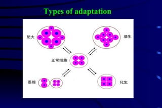 Types of adaptation 