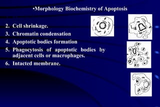 Morphologic features   Cell shrinkage.  Chromatin condensation Apoptotic bodies formation  Phagocytosis of apoptotic bodies by adjacent cells or macrophages. Intacted membrane. Morphology Biochemistry of Apoptosis 