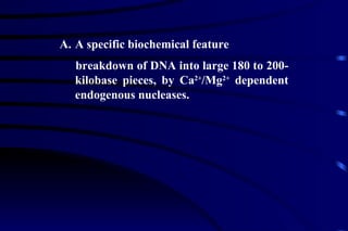 A specific biochemical feature breakdown of DNA into large 180 to 200-kilobase pieces, by Ca 2+ /Mg 2+  dependent endogenous nucleases.  