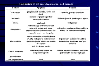 Comparison of cell death by apoptosis and necrosis   