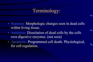 Terminology: Necrosis:  Morphologic changes seen in dead cells within living tissue. Autolysis:  Dissolution of dead cells by the cells own digestive enzymes. (not seen) Apoptosis:  Programmed cell death. Physiological, for cell regulation. 