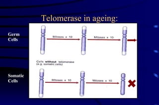Telomerase in ageing: Germ Cells Somatic Cells 