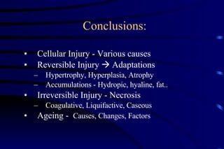 Conclusions: Cellular Injury - Various causes Reversible Injury    Adaptations Hypertrophy, Hyperplasia, Atrophy Accumulations - Hydropic, hyaline, fat.. Irreversible Injury - Necrosis Coagulative, Liquifactive, Caseous Ageing -  Causes, Changes, Factors 