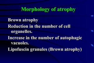 Morphology of atrophy Brown atrophy Reduction in the number of cell organelles. Increase in the number of autophagic vacuoles. Lipofuscin granules (Brown atrophy) 