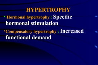 Hormonal hypertrophy  :  Specific hormonal stimulation   Compensatory hypertrophy  :  Increased functional demand HYPERTROPHY 