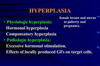 HYPERPLASIA Physiologic hyperplasia: Hormonal hyperplasia Compensatory hyperplasia Pathologic hyperplasia: Excessive hormonal stimulation. Effects of locally produced GFs on target cells.  female breast and uterus at puberty and pregnancy. 