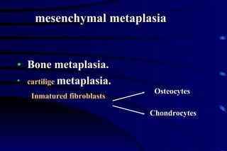 Connective tissue metaplasia Bone metaplasia. cartilige  metaplasia. Inmatured fibroblasts Osteocytes Chondrocytes mesenchymal metaplasia  