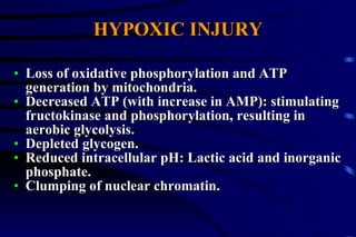 HYPOXIC INJURY Loss of oxidative phosphorylation and ATP generation by mitochondria. Decreased ATP (with increase in AMP): stimulating fructokinase and phosphorylation, resulting in aerobic glycolysis. Depleted glycogen. Reduced intracellular pH: Lactic acid and inorganic phosphate. Clumping of nuclear chromatin. 