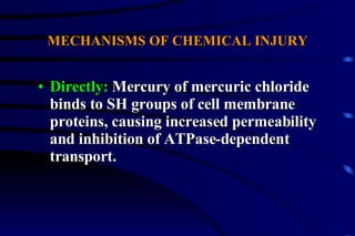 MECHANISMS OF CHEMICAL INJURY Directly:  Mercury of mercuric chloride binds to SH groups of cell membrane proteins, causing increased permeability and inhibition of ATPase-dependent transport. 