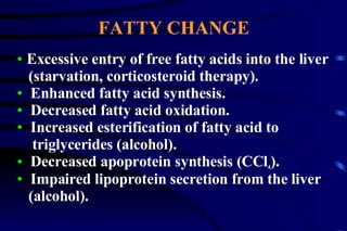 Excessive entry of free fatty acids into the liver (starvation, corticosteroid therapy). Enhanced fatty acid synthesis. Decreased fatty acid oxidation. Increased esterification of fatty acid to  triglycerides (alcohol). Decreased apoprotein synthesis (CCl 4 ). Impaired lipoprotein secretion from the liver  (alcohol). FATTY CHANGE 