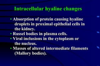 Absorption of protein causing hyaline  droplets in proximal epithelial cells in the kidney. Russel bodies in plasma cells. Viral inclusions in the cytoplasm or the nucleus. Masses of altered intermediate filaments  (Mallory bodies). Intracellular hyaline changes 