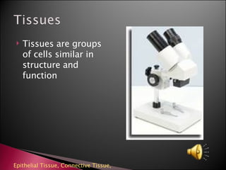 [object Object],Epithelial Tissue,  Connective Tissue,  
