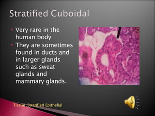 Very rare in the human body They are sometimes found in ducts and in larger glands such as sweat glands and mammary glands. Tissue ,  Stratified Epithelial 