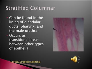 Can be found in the lining of glandular ducts, pharynx, and the male urethra.  Occurs as transitional areas between other types of epithelia Tissues,  Stratified Epithelial 