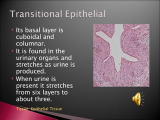 Its basal layer is cuboidal and columnar. It is found in the urinary organs and stretches as urine is produced. When urine is present it stretches from six layers to about three. Tissue ,  Epithelial Tissue 